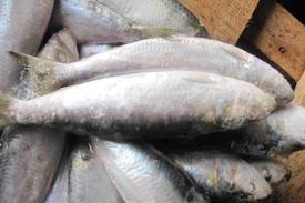 Manufacturers Exporters and Wholesale Suppliers of Frozen Sardine Cochin Kerala